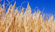 Shavuot is a harvest celebration, often symbolised by wheat