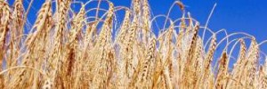 Shavuot is a harvest celebration, often symbolised by wheat
