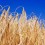 Shavuot is a harvest celebration, often symbolised by wheat